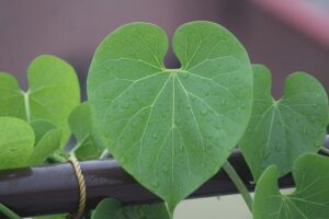 गिलोय के लाभ