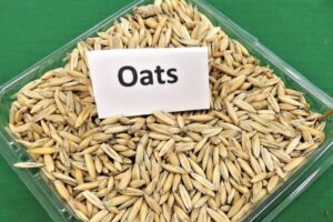 ओट्स के फायदे